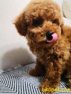 3 Aylık Erkek Toy Poodle 1