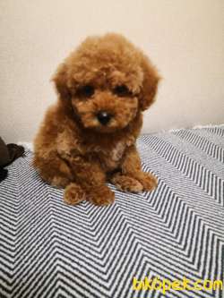 3 Aylık Erkek Toy Poodle 3