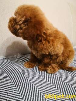 3 Aylık Erkek Toy Poodle 5