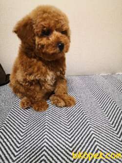 3 Aylık Erkek Toy Poodle 2