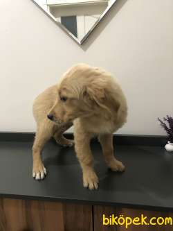 3 Aylık Erkek Ve Dişi Golden Retriever 5