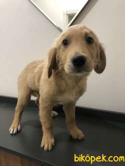3 Aylık Erkek Ve Dişi Golden Retriever 2
