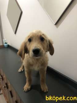 3 Aylık Erkek Ve Dişi Golden Retriever 1