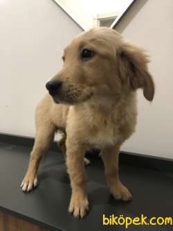 3 Aylık Erkek Ve Dişi Golden Retriever 4