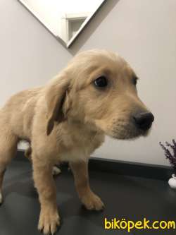 3 Aylık Erkek Ve Dişi Golden Retriever 3