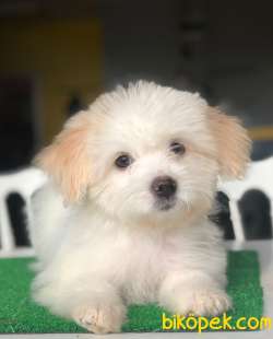3 Aylık F1 Maltipoo Yavrularımız 4