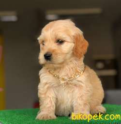 3 Aylık F1 Maltipoo Yavrularımız 1