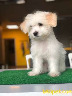 3 Aylık F1 Maltipoo Yavrularımız 2