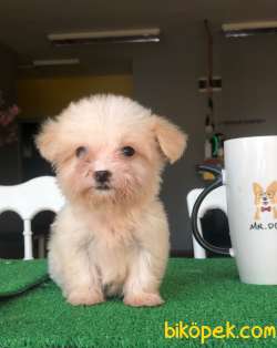 3 Aylık F1 Maltipoo Yavrularımız 5
