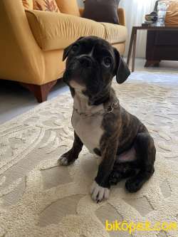 3 Aylık French Bulldog 3
