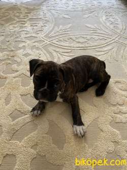 3 Aylık French Bulldog 2