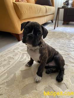 3 Aylık French Bulldog 1