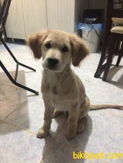 3 Aylık Golden Yavrumuza Ömürlük Yuva 3