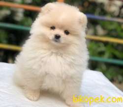 3 Aylık Irk Güzeli Pomeranian BOO Yavrum 1