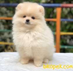 3 Aylık Irk Güzeli Pomeranian BOO Yavrum 2