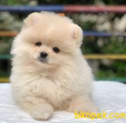 3 Aylık Irk Güzeli Pomeranian BOO Yavrum 3