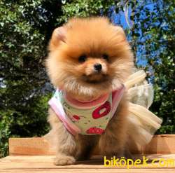 3 Aylık Irkının En Iyi Pomeranian BOO Yavrumuz 1