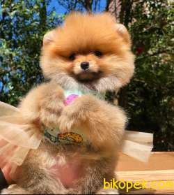 3 Aylık Irkının En Iyi Pomeranian BOO Yavrumuz 3