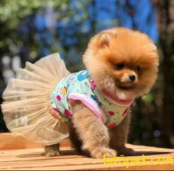 3 Aylık Irkının En Iyi Pomeranian BOO Yavrumuz 2