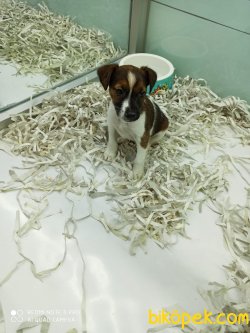 3 AYLIK JACK RUSSELL YAVRUMUZ 3