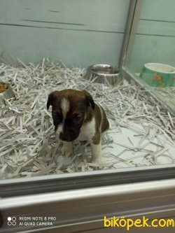 3 AYLIK JACK RUSSELL YAVRUMUZ 1