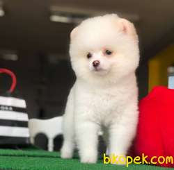3 Aylık Karbeyaz POMERANİAN BOO Kızım 4