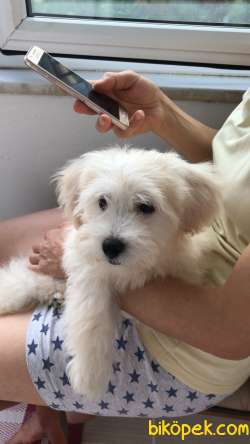 3 Aylık Maltase Terrier Köpeğim Aşıları Tam 4