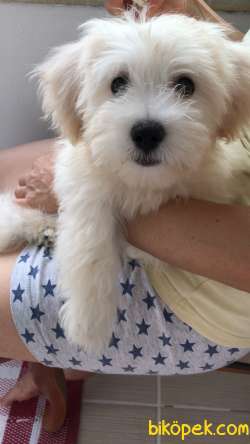 3 Aylık Maltase Terrier Köpeğim Aşıları Tam 5
