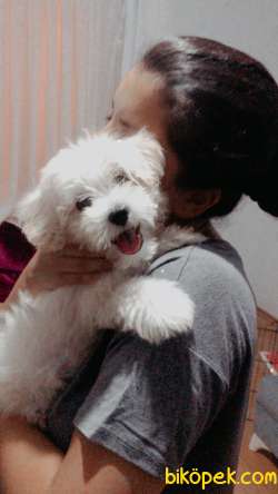 3 Aylık Maltase Terrier Köpeğim Aşıları Tam 1