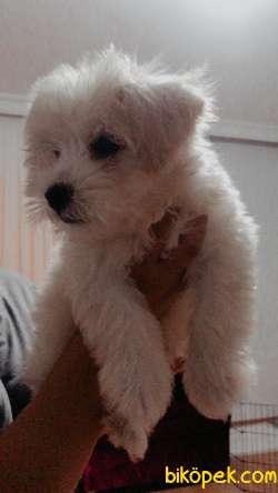 3 Aylık Maltase Terrier Köpeğim Aşıları Tam 2