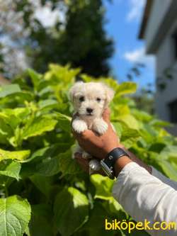 3 Aylık Maltese Kızım “SANDY” 3