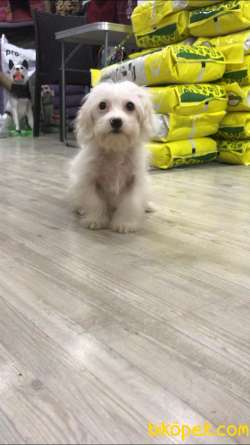 3 Aylık Maltipoo Erkek Yavrumuz 1