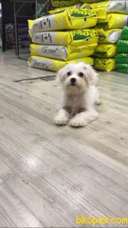 3 Aylık Maltipoo Erkek Yavrumuz 3