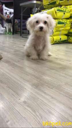 3 Aylık Maltipoo Erkek Yavrumuz 2