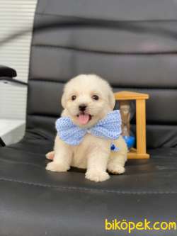 3 Aylık Maltipoo Kızım “SHELBY” 1