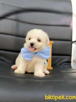 3 Aylık Maltipoo Kızım “SHELBY” 3