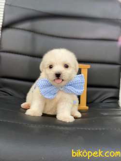 3 Aylık Maltipoo Kızım “SHELBY” 2