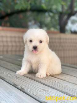 3 Aylık Maltipoo Kızım “BONNİE” 4