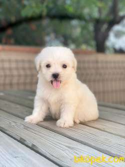 3 Aylık Maltipoo Kızım “BONNİE” 1