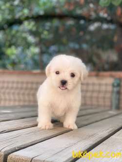 3 Aylık Maltipoo Kızım “BONNİE” 2