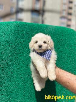 3 Aylık Maltipoo Oğlum “THOR” 1