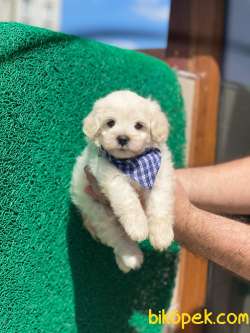 3 Aylık Maltipoo Oğlum “THOR” 3