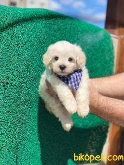 3 Aylık Maltipoo Oğlum “THOR” 2