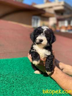 3 Aylık Morkie Oğlum “MAX” 4