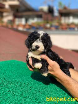 3 Aylık Morkie Oğlum “MAX” 2
