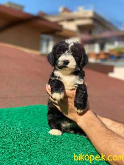 3 Aylık Morkie Oğlum “MAX” 1