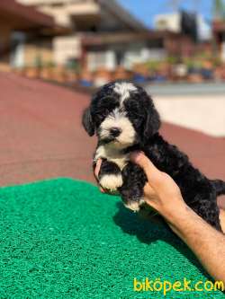 3 Aylık Morkie Oğlum “MAX” 3