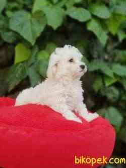 3 Aylık Orjinal Maltese Terrier 4