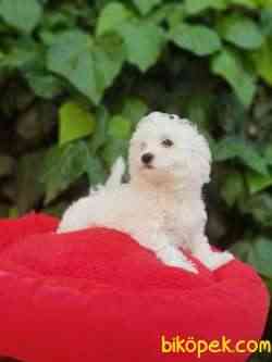 3 Aylık Orjinal Maltese Terrier 5
