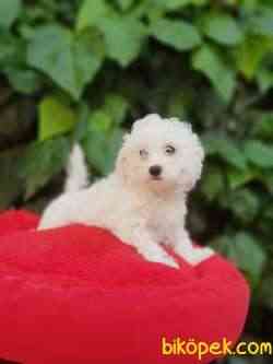 3 Aylık Orjinal Maltese Terrier 2